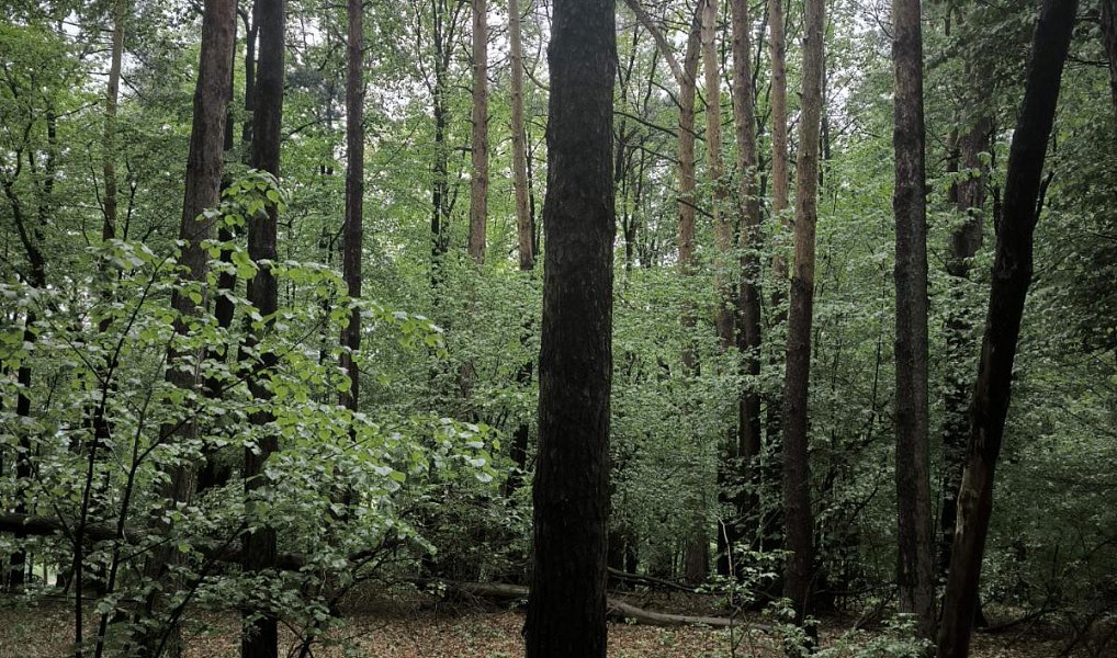 Prodej lesa 23 360 m², Bernartice – náhled fotky 3