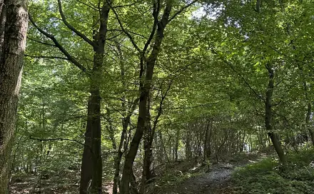 Prodej lesa 5 120 m², Horní Bříza, okres Plzeň-sever