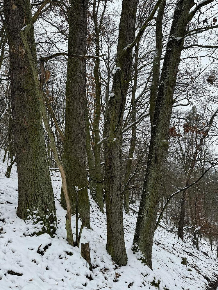 Prodej lesa 2 782 m²