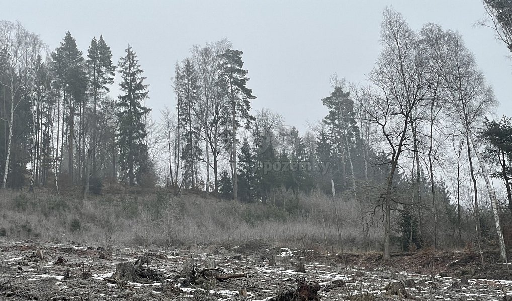 Prodej lesa 20 194 m², Pecka – náhled fotky 5