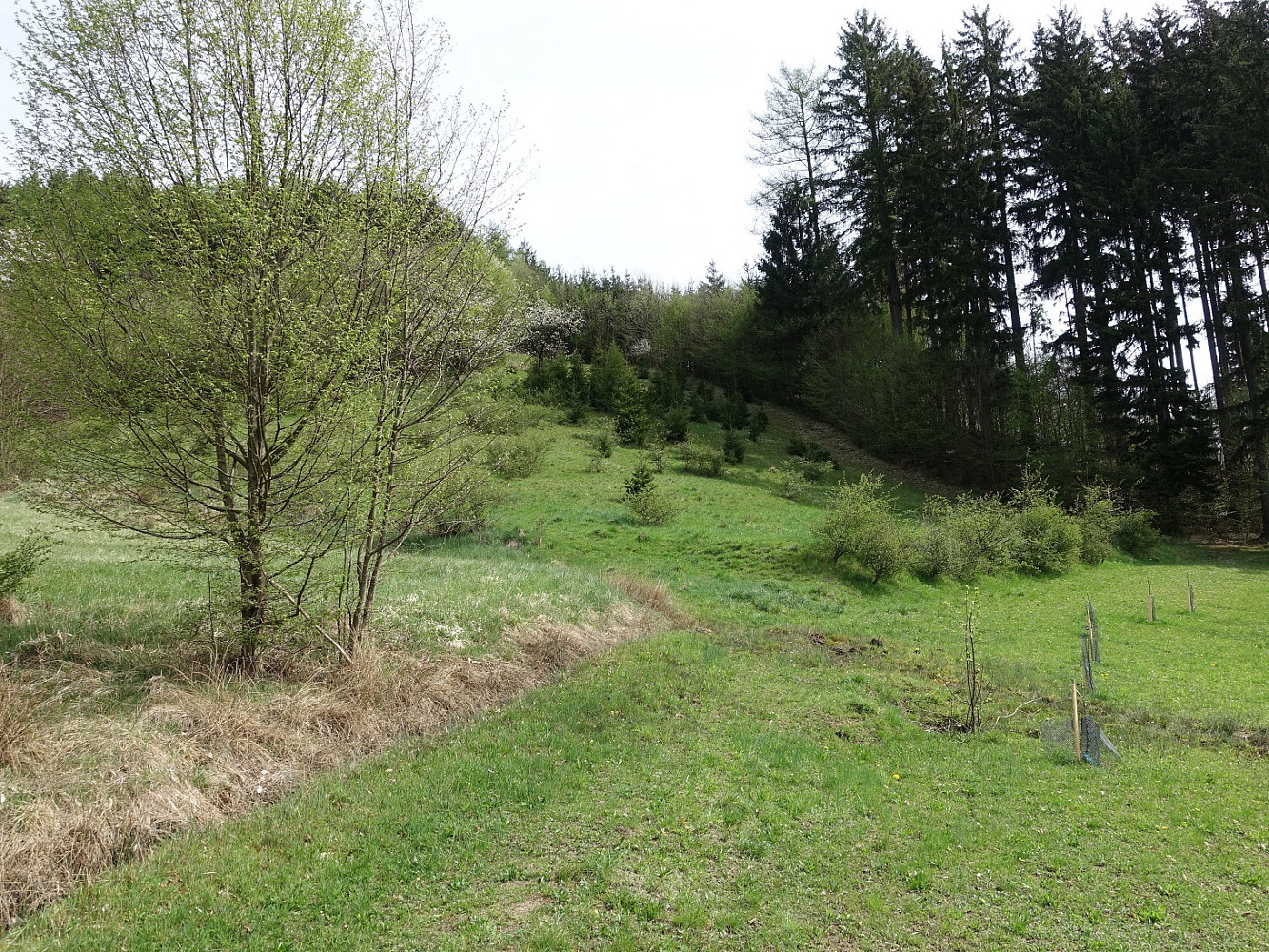 Prodej louky 7 095 m²