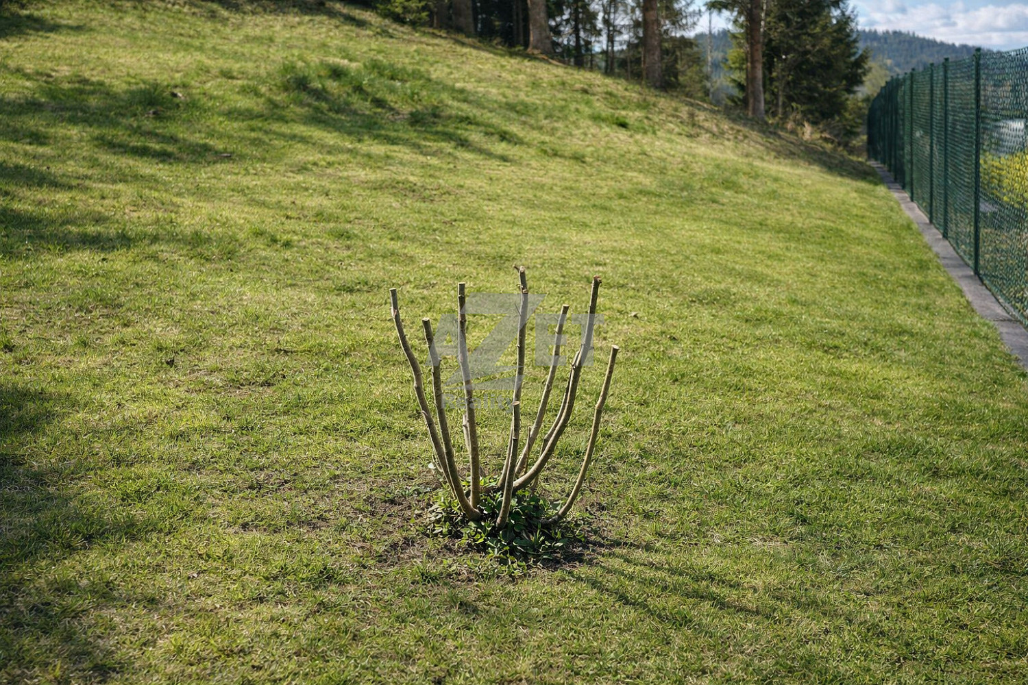 Prodej zahrady 800 m² – fotografie 3