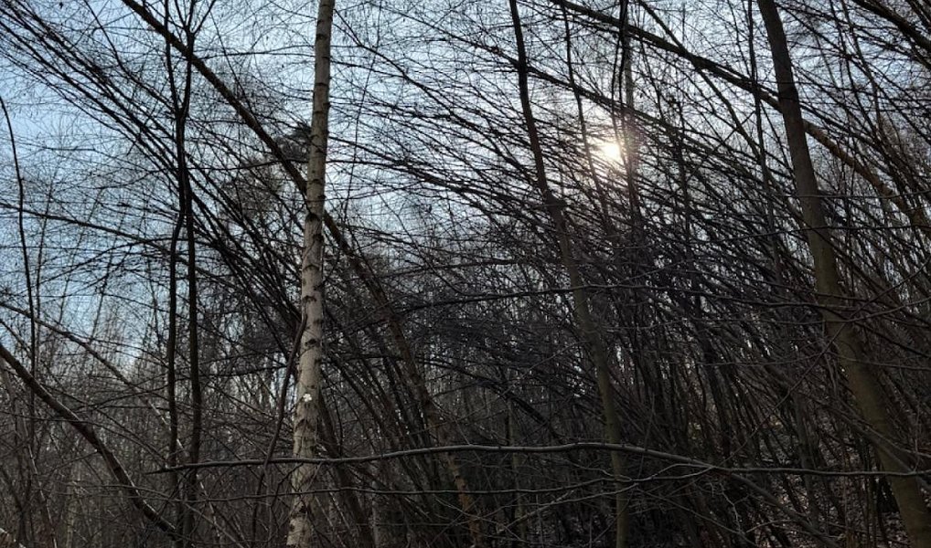 Prodej pozemku 23 891 m², Louňovice pod Blaníkem – náhled fotky 13