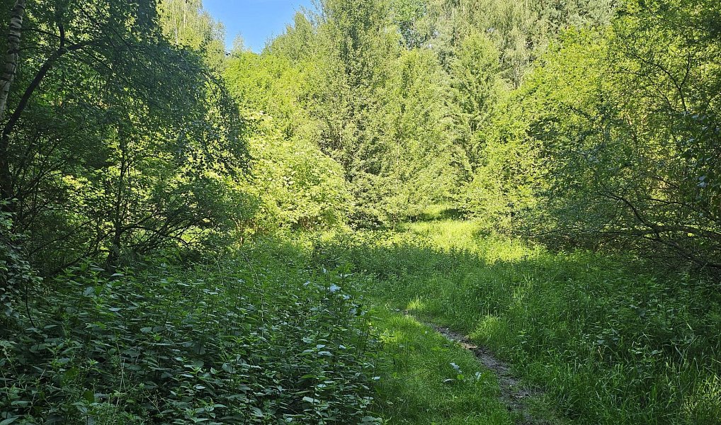Prodej louky 12 985 m², Boseň – náhled fotky 2