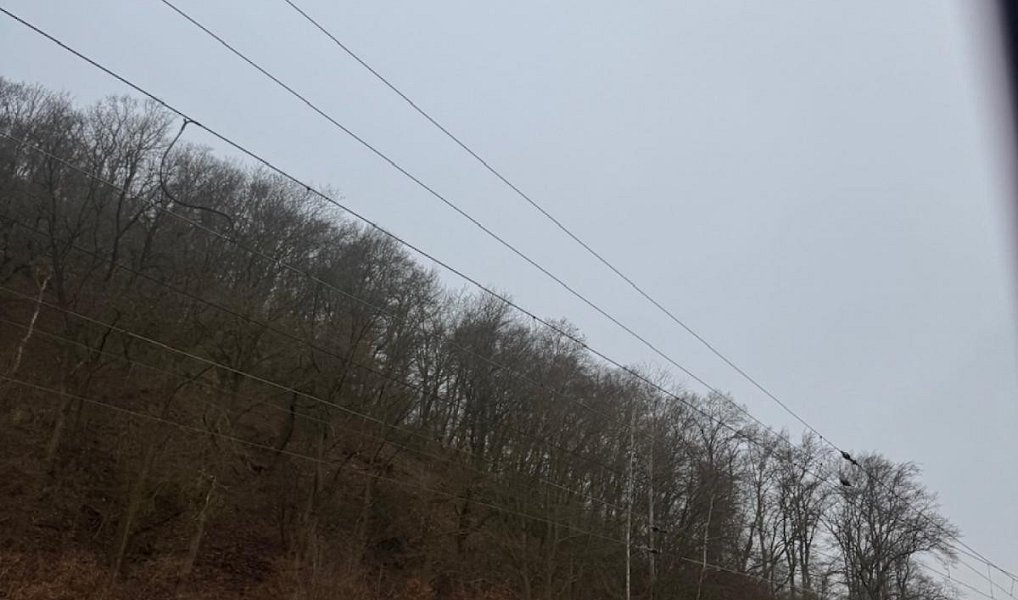 Prodej lesa 26 951 m², Ryjice – náhled fotky 11