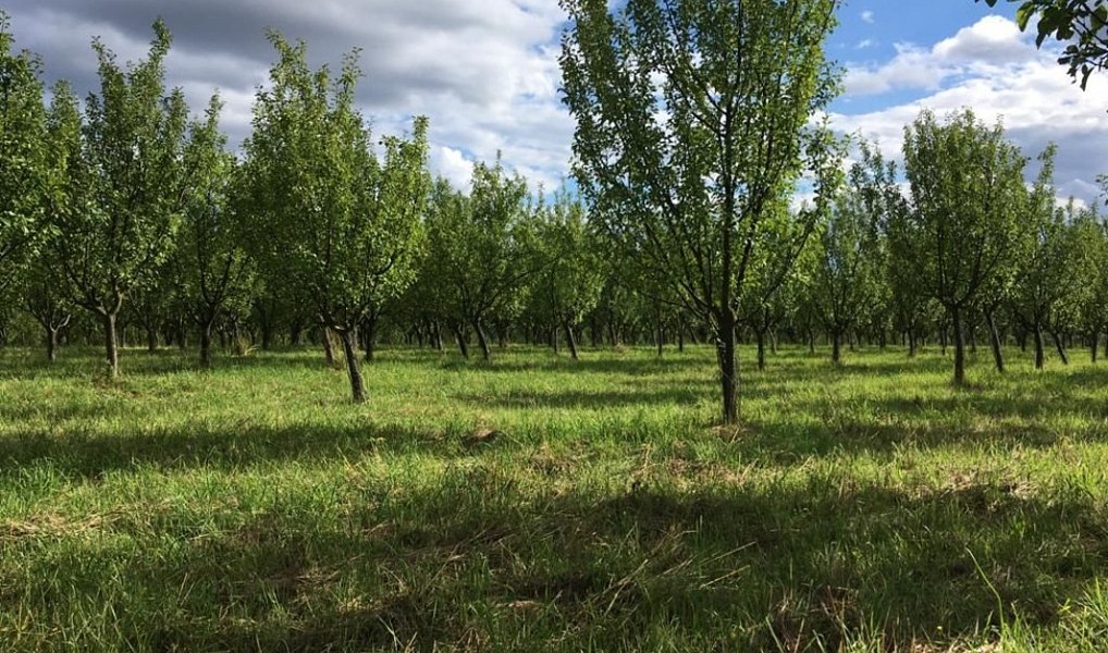 Prodej pozemku 123 793 m², Zbraslavice – náhled fotky 7