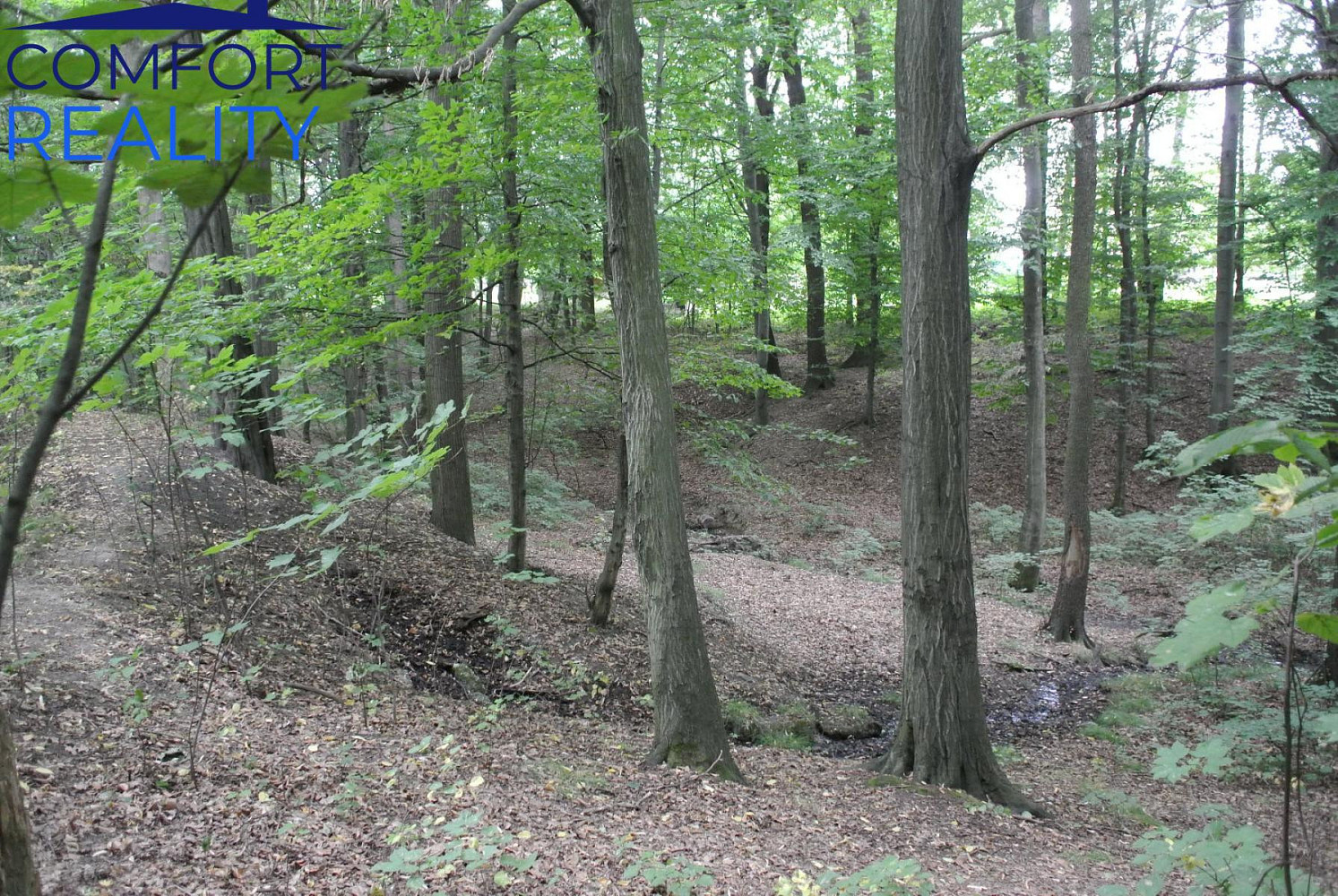 Prodej lesa 5 996 m² – fotografie 3