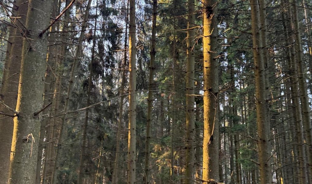 Prodej lesa 4 610 m², Stará Paka – náhled fotky 10