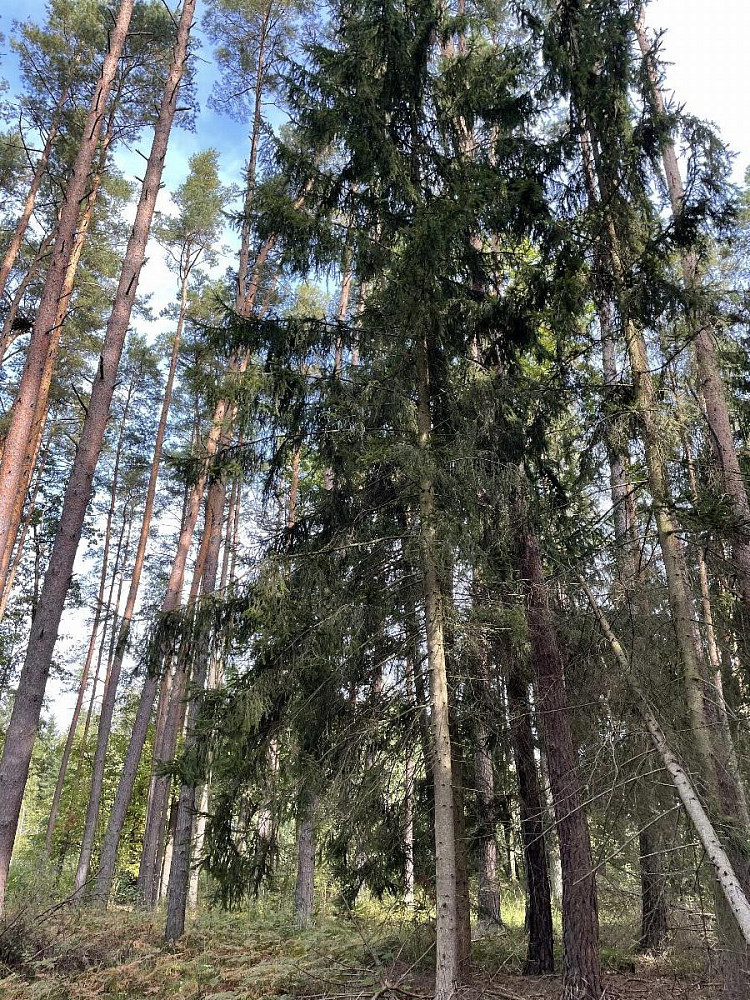 Fotka 7 z 15
