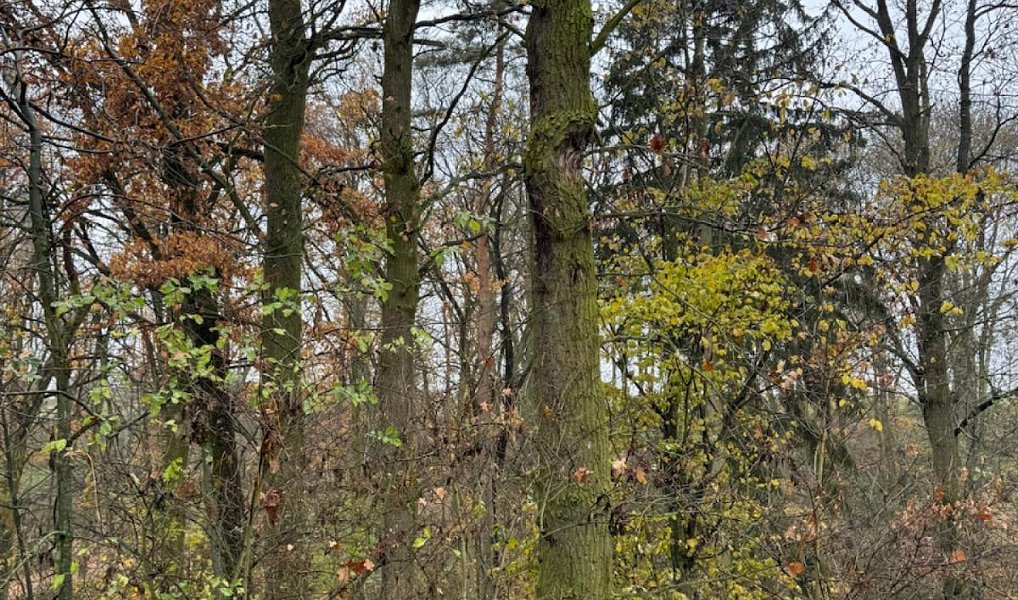 Prodej lesa 3 833 m², Boreč – náhled fotky 6