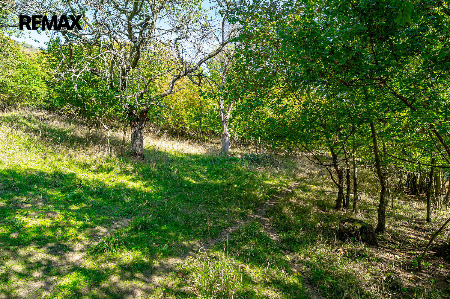 Prodej lesa 1 765 m²
