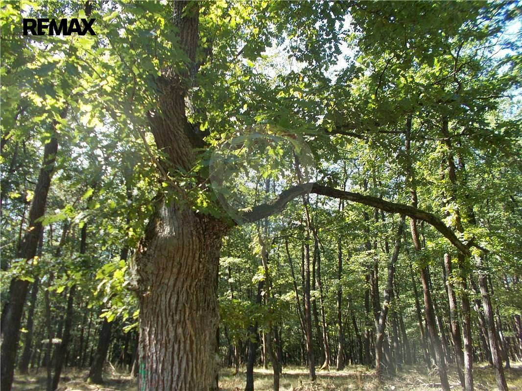 Prodej lesa 38 449 m²