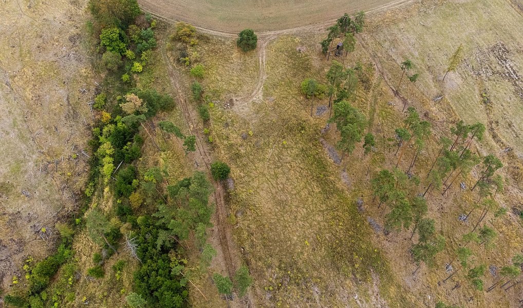 Prodej lesa 3 047 m², Vladislav – náhled fotky 6