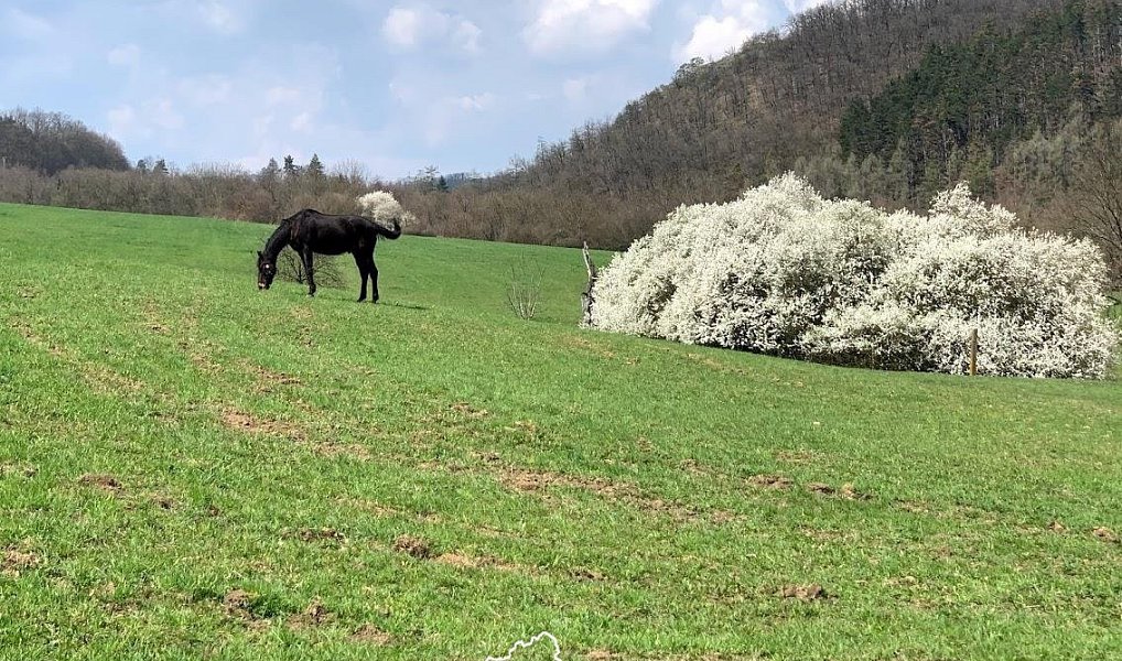 Prodej pozemku 1 151 m², Vonoklasy – náhled fotky 10