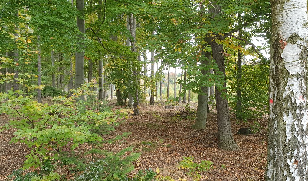 Prodej domu 220 m² s pozemkem 487 m², Kocbeře – náhled fotky 34