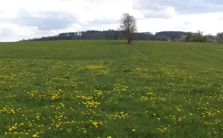 Dražba louky 10 063 m², Světlá Hora