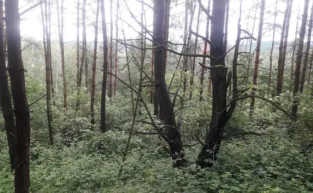 Dražba lesa 14 259 m², Zduchovice