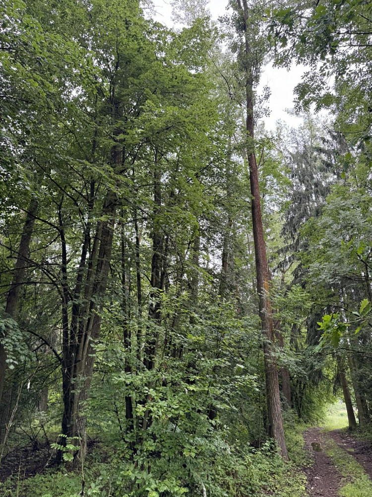Prodej lesa 7 250 m² — photo 2
