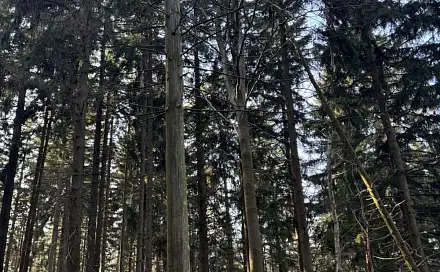 Prodej lesa 14 111 m², Proseč pod Ještědem - Milonice