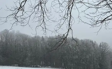 Prodej lesa 5 446 m², Brloh - Císařský