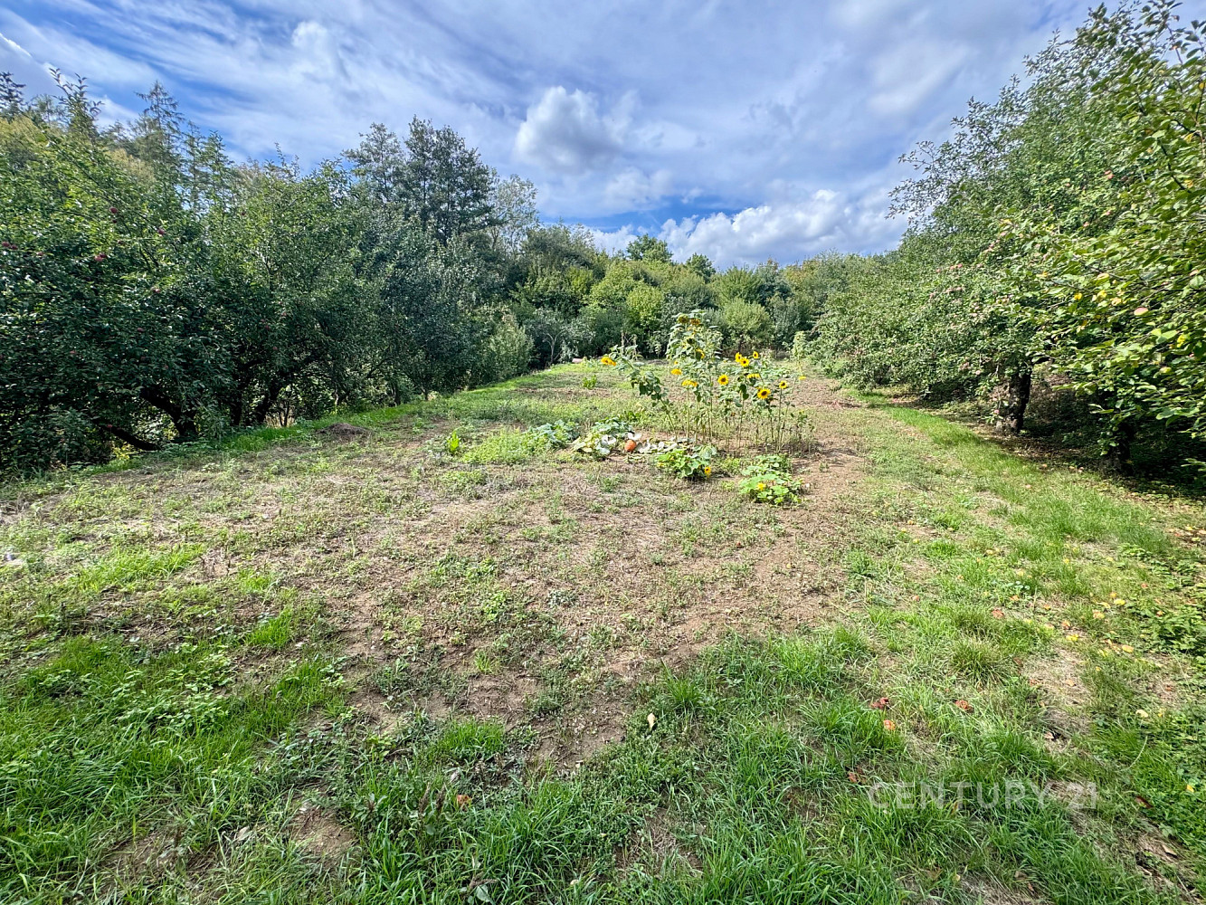 Prodej stavebního pozemku 1 546 m² – fotografie 5