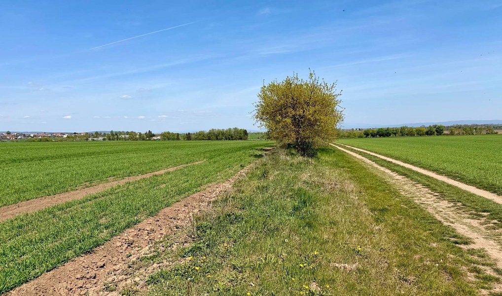 Prodej pole 5 596 m², Slatinice – náhled fotky 3