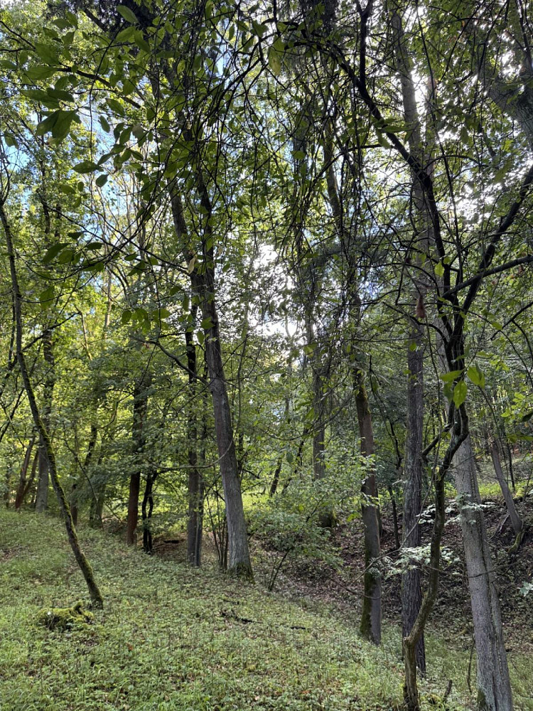 Prodej lesa 14 963 m² – fotografie 3
