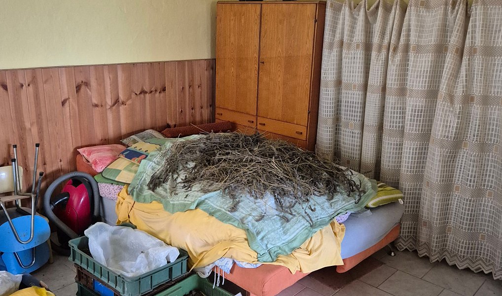 Prodej domu 70 m² s pozemkem 1 811 m², Bukovany – náhled fotky 13