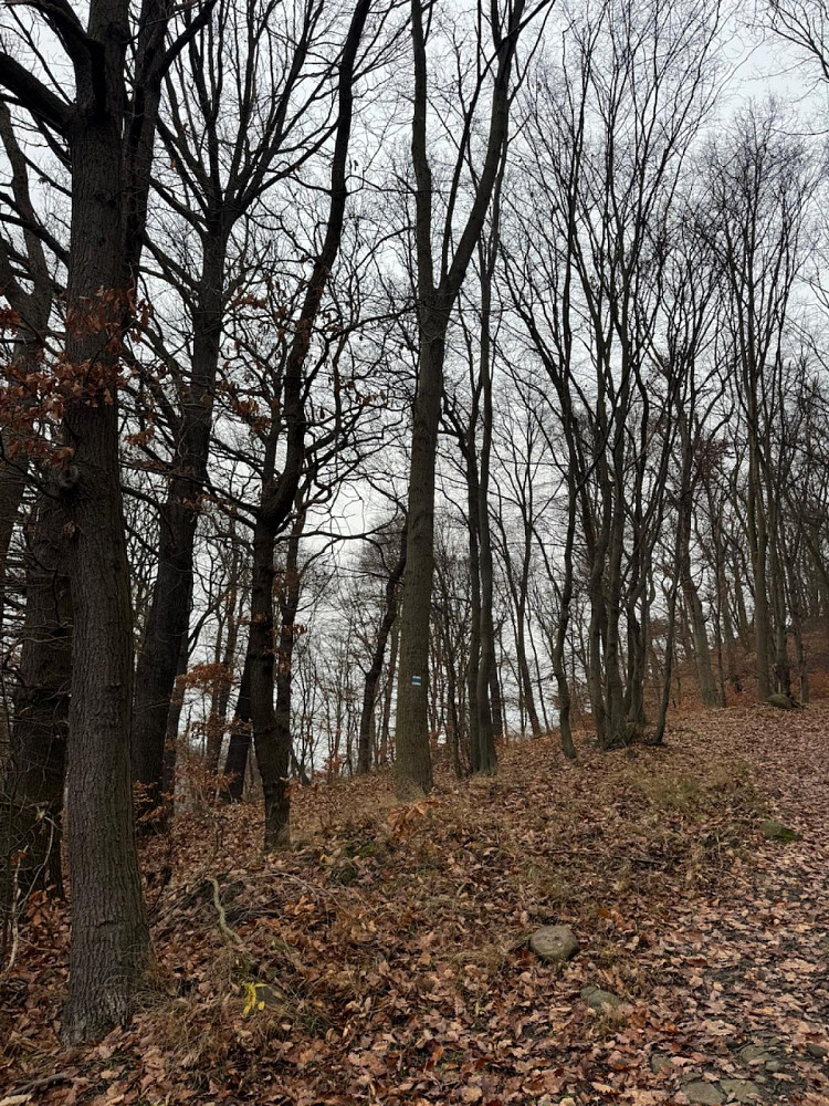 Prodej lesa 9 837 m²