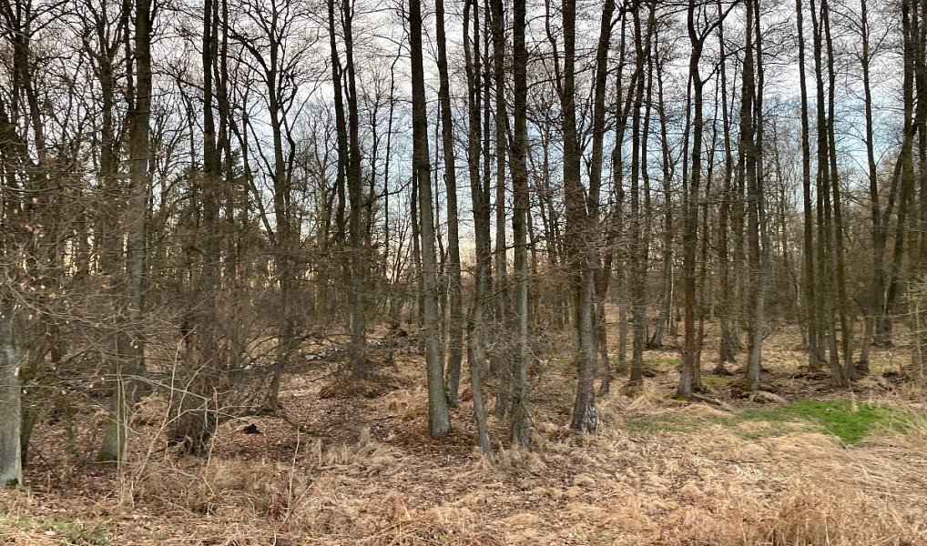 Prodej pozemku 3 460 m², Černá u Bohdanče – náhled fotky 4