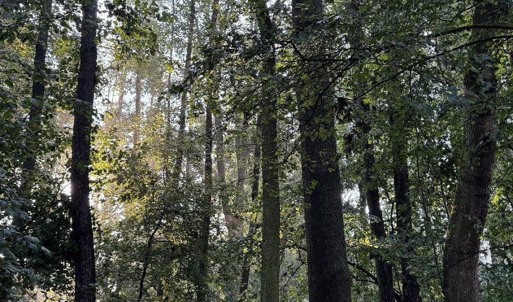 Prodej pozemku 2 784 m², Vršovka – náhled fotky 4