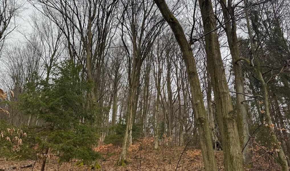 Prodej lesa 16 650 m², Zděchov – náhled fotky 3