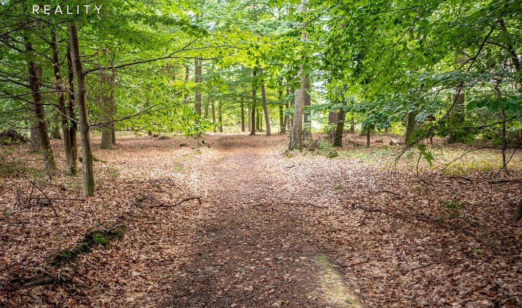 Prodej lesa 985 653 m², Žerčice – náhled fotky 24
