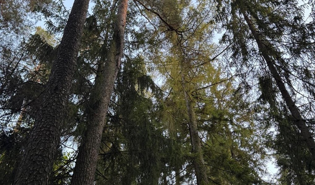 Prodej lesa 1 538 m², Velká Polom – náhled fotky 6