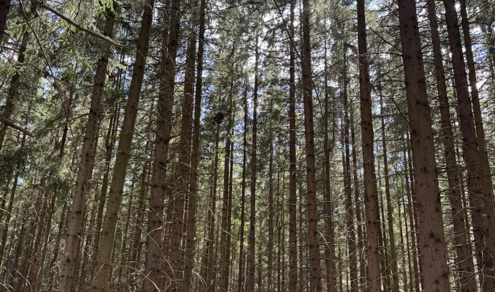 Prodej lesa 1 401 m², Nýřany – náhled fotky 7