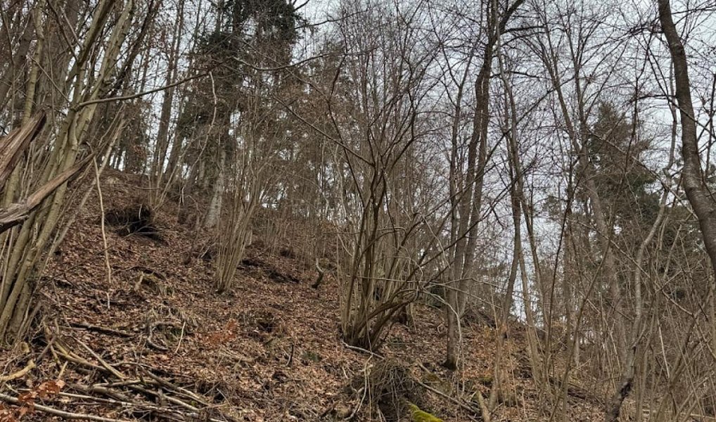 Prodej lesa 2 337 m², Zlatá Koruna – náhled fotky 3