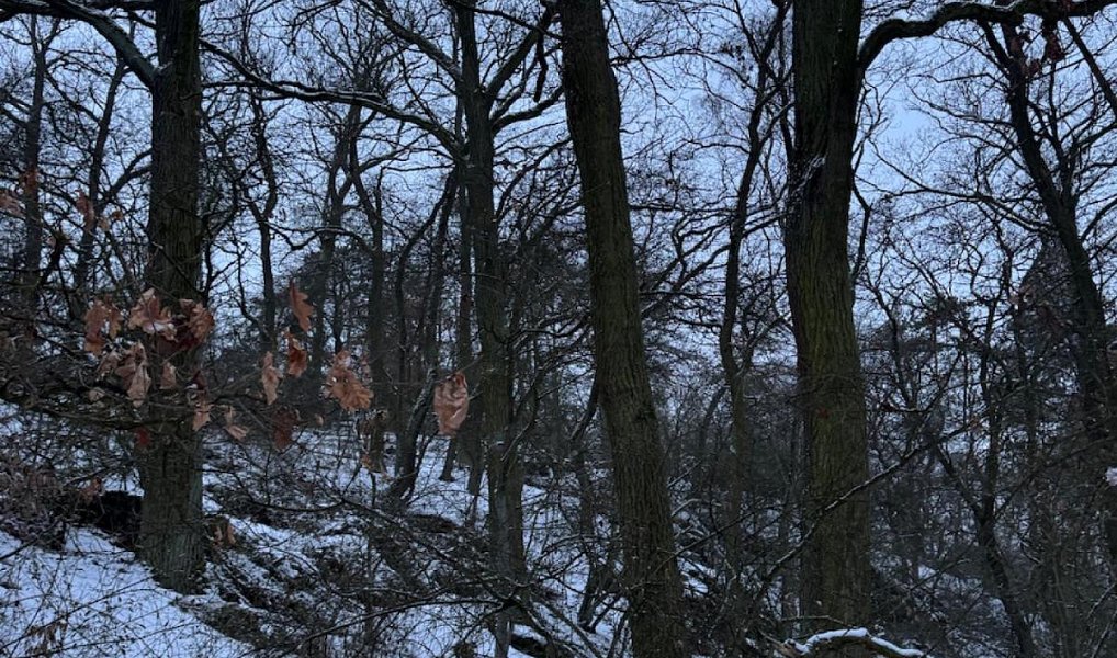Prodej lesa 15 433 m², Holubice – náhled fotky 2