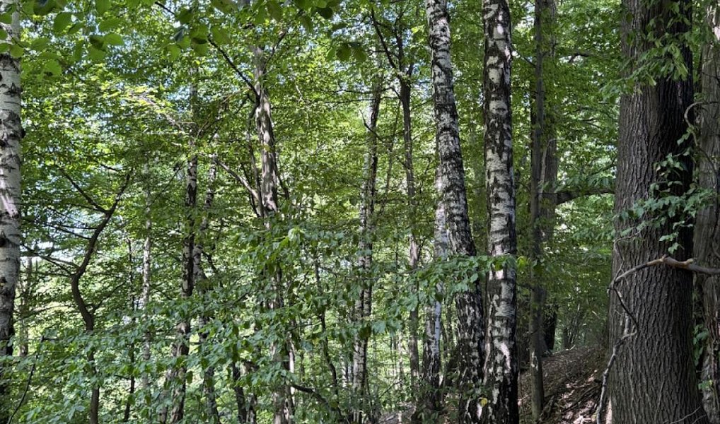 Prodej lesa 11 962 m², Horní Bříza – náhled fotky 3