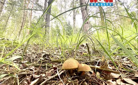 Prodej lesa 4 497 m², Koroužné, okres Žďár nad Sázavou