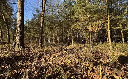 Prodej lesa 8 225 m², Pardubice