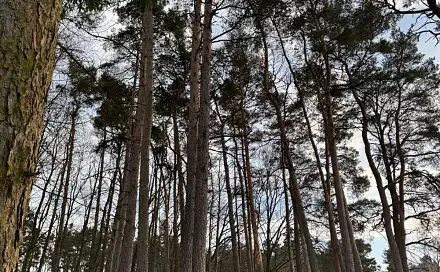 Prodej lesa 8 497 m², Dolany