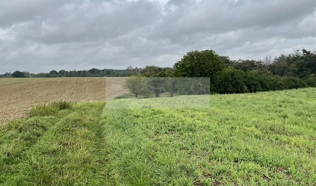 Prodej pozemku 11 900 m², Velké Všelisy – náhled fotky 8