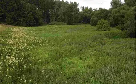 Dražba louky 22 334 m², Nová Ves u Chýnova