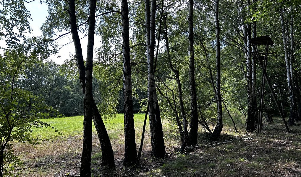 Prodej louky 7 691 m², Petrovice u Karviné – náhled fotky 5