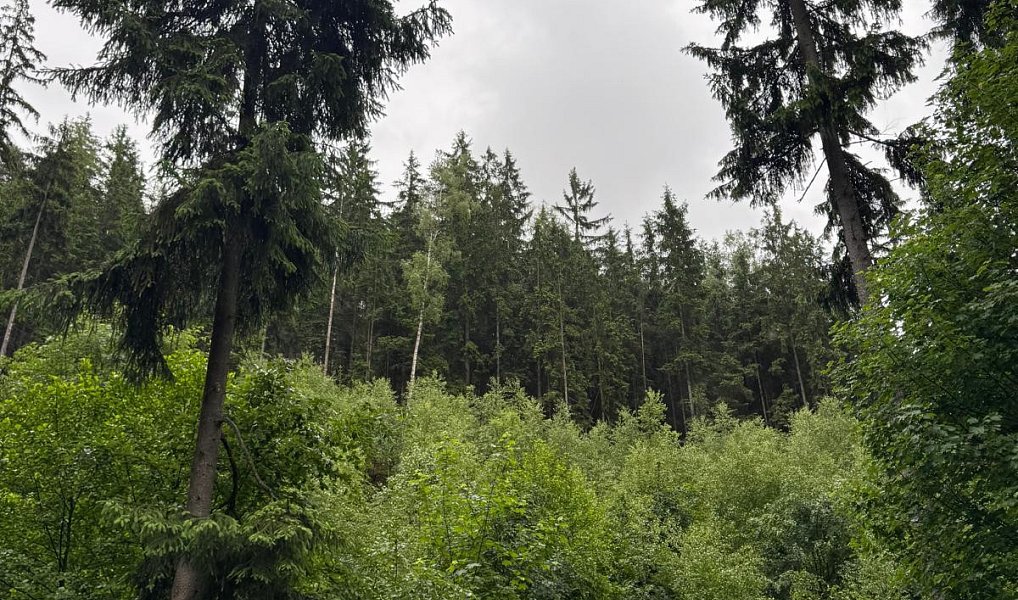 Prodej lesa 18 900 m², Loužnice – náhled fotky 4