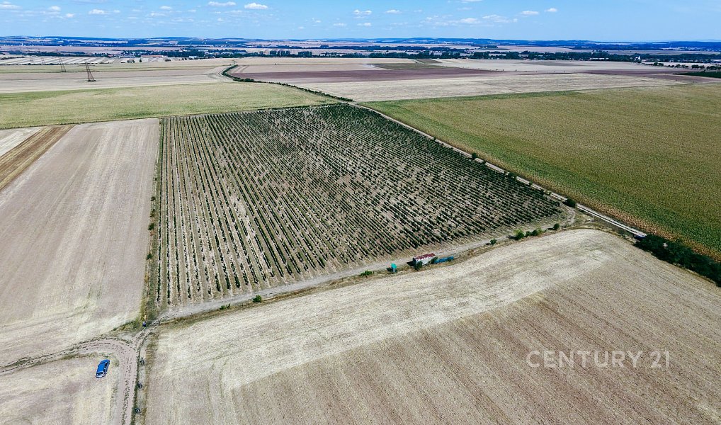 Prodej pole 48 928 m², Těšetice – náhled fotky 11