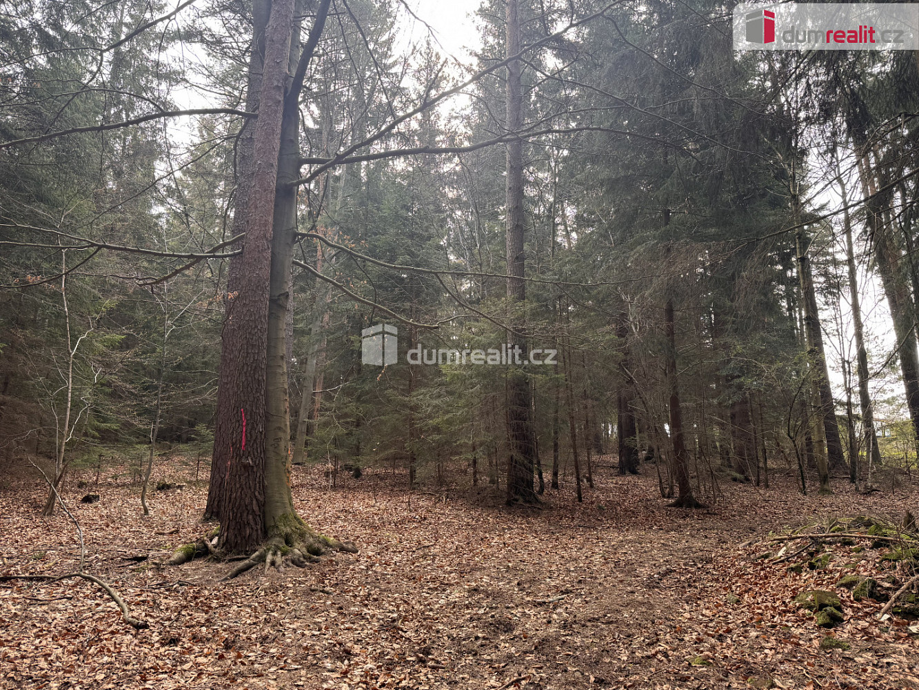 Prodej lesa 4 316 m² – fotografie 5
