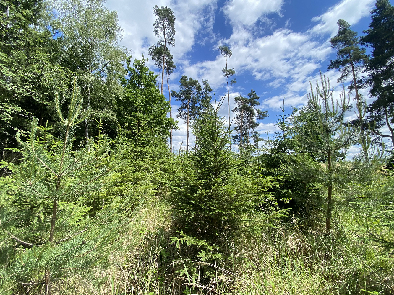 Prodej lesa 1 272 m² — photo 4
