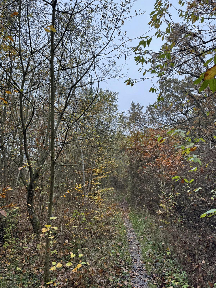 Prodej pozemku 9 174 m² – fotografie 5