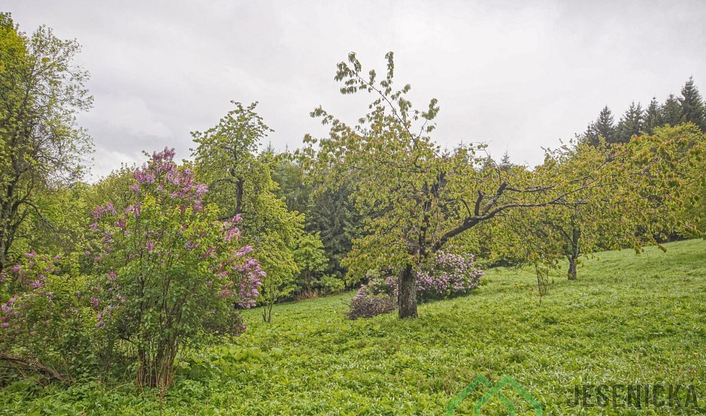 Prodej louky 2 772 m², Branná – náhled fotky 3